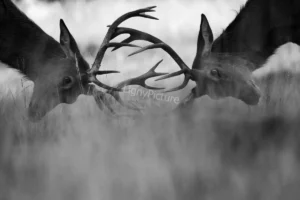 affrontement-silencieux-concours-annual-photography-awards-lignypicture Cerf dans la brume, affrontement silencieux en forêt, mention honorable aux Annual Photography Awards, photographie par Ligny Picture