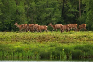 animal-nature-ile-de-france-lignypicture.jpg animal nature ile de france lignypicture.jpg