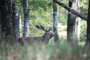 cerf-brame-foret-bourgogne-lignypicture.jpg Cerf au brame en forêt de Bourgogne - LignyPicture