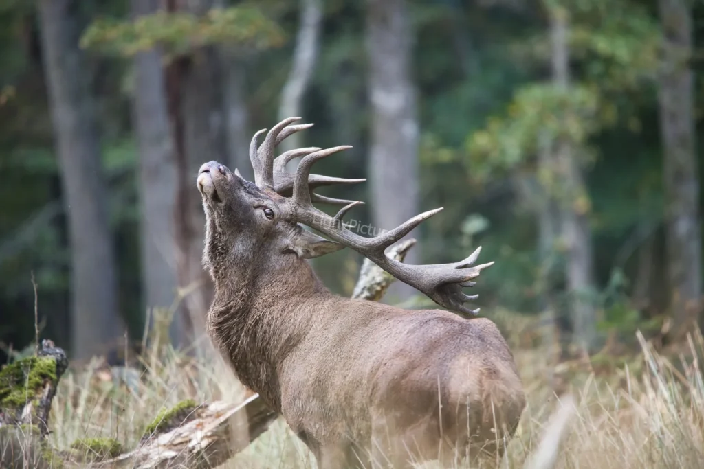 Cerf au brame en forêt de Fontainebleau - LignyPicture
