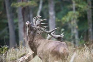 cerf-brame-foret-fontainebleau-lignypicture.jpg Cerf au brame en forêt de Fontainebleau - LignyPicture