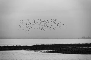 oiseau-nature-normandie-lignypicture.jpg oiseau nature normandie lignypicture.jpg