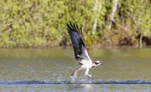 oiseau-vol-balbuzard-pecheur-ciel-lignypicture.jpg oiseau vol balbuzard pecheur ciel lignypicture.jpg