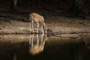 photo-animal-bord-de-l-eau-lignypicture.jpg photo animal bord de l eau lignypicture.jpg