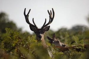photo-animal-nature-sauvage-lignypicture.jpg photo animal nature sauvage lignypicture.jpg