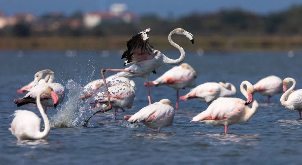 Atterrissage d'un flamant rose en Camargue - LignyPicture