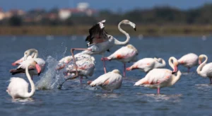 photo-atterissage-de-flamand-rose-lignypicture.jpg Atterrissage d'un flamant rose en Camargue - LignyPicture