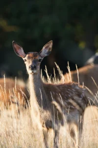 photo-bambi-cerf-faon-lignypicture.jpg Photographie d'un jeune faon (bambi) en forêt - LignyPicture