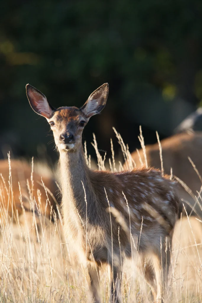 Photographie d'un jeune faon (bambi) en forêt - LignyPicture