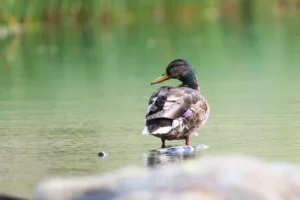 photo-canard-colvert-pyrenees-lignypicture.jpg Photographie animalière d'un canard colvert sur un lac des Pyrénées - LignyPicture