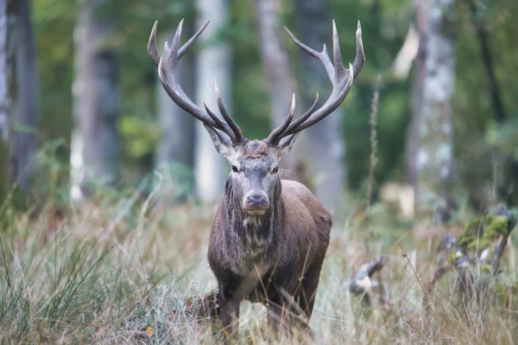 Majestueux cerf photographié dans la forêt de Rambouillet au cœur de la nature - LignyPicture
