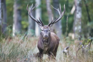 photo-cerf-rambouillet-lignypicture.jpg Majestueux cerf photographié dans la forêt de Rambouillet au cœur de la nature - LignyPicture