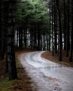 photo-chemin-de-foret-de-normandie-lignypicture.jpg (2) photo chemin de foret de normandie lignypicture.jpg 2