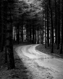 photo-chemin-de-foret-de-normandie-lignypicture.jpg photo chemin de foret de normandie lignypicture.jpg