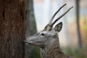 photo-daguet-jeune-cerf-france-lignypicture.jpg photo daguet jeune cerf france lignypicture.jpg