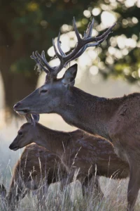 photo-famille-de-cerf-lignypicture.jpg Famille de cerfs dans leur habitat naturel - LignyPicture