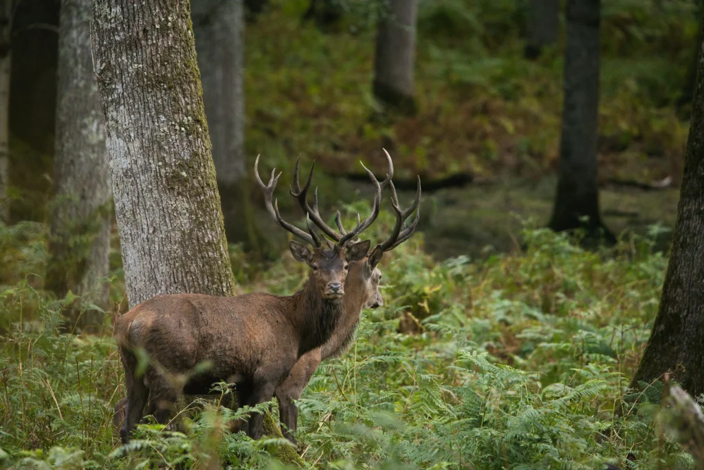 Photographie d'un cerf sauvage en forêt - LignyPicture
