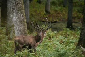 photo-le-cerf-bere-lignypicture.jpg Photographie d'un cerf sauvage en forêt - LignyPicture