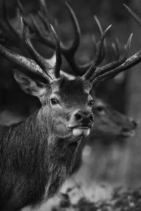 photo-le-visage-double-du-cerf-lignypicture.jpg Cerf à double face, Lignypicture
