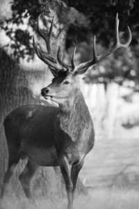 photo-noir-et-blanc-cerf-angleterre-lignypicture.jpg photo noir et blanc cerf angleterre lignypicture.jpg