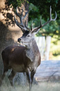 photo-portrait-du-grand-cerf-foret-lignypicture.jpg Portrait d'un grand cerf en forêt - LignyPicture