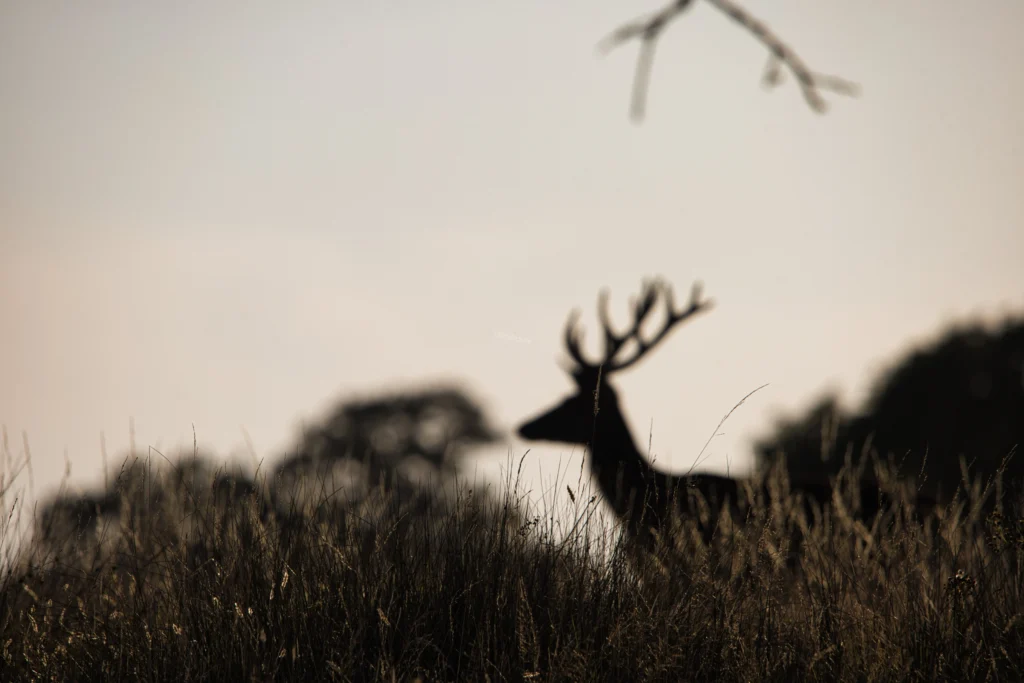 Photographie animalière, ombre d'un cerf en forêt - LignyPicture