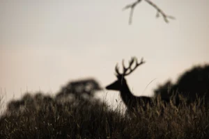 photo-une-ombre-de-cerf-lignypicture.jpg Photographie animalière, ombre d'un cerf en forêt - LignyPicture