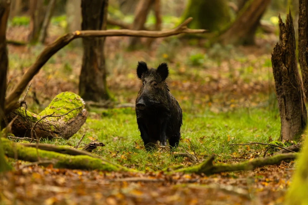 Animaux sauvages en France, photographie animalière - LignyPicture