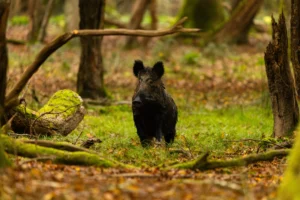 photographie-animaux-sauvages-france-lignypicture.jpg Animaux sauvages en France, photographie animalière - LignyPicture